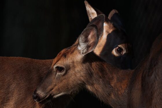 How Does Pollution Affect Animals