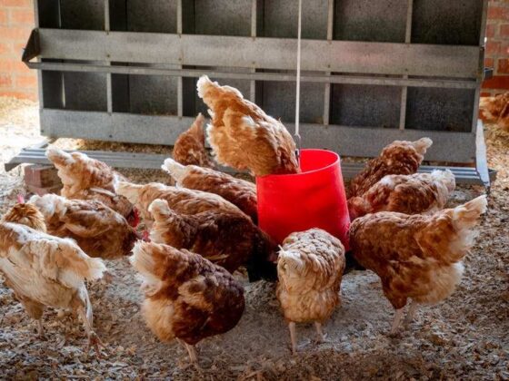 How To Cure Bird Flu In Chickens