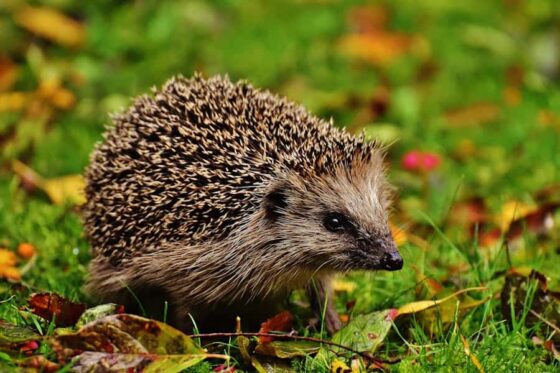 Why Are Hedgehogs Illegal in California