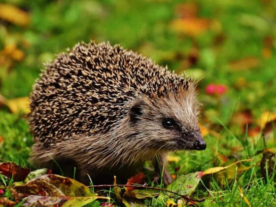 Why Are Hedgehogs Illegal in California